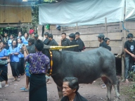 Funeral in Toraja